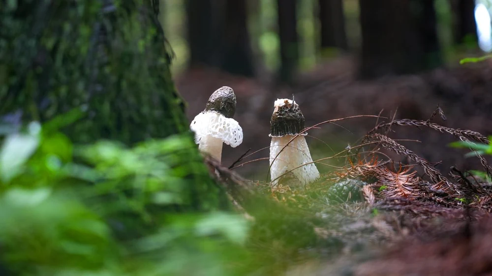 New raw materials | A double bonus to start the new year! Landivine's Dictyophora rubrovolvata successfully registered! "Snow Skirt Fairy" blooms new energy in beauty