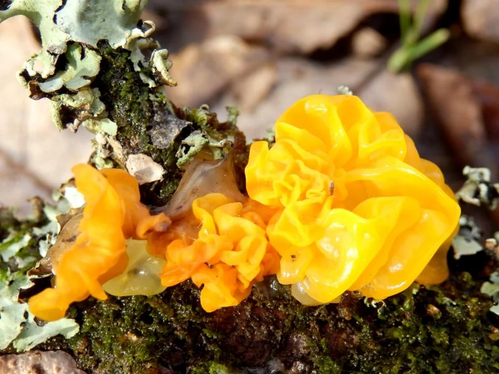 New raw materials | Landivine's Golden Ear was successfully registered! Natural functional ingredients add new power to "Bird's Nest among Bacteria"