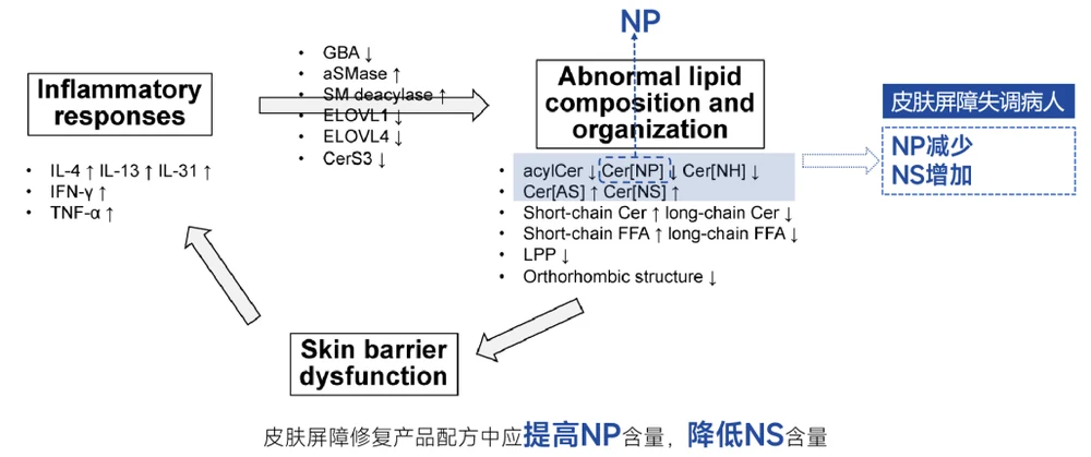 HitecomX™NP: Using dual delivery advanced technology to solve the application dilemma of ceramides