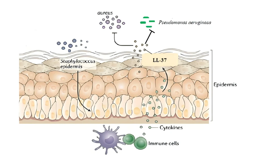 Mobius8™ Qingzhi Lanhua: microbiome + anti-glycation dual pathways, unlocking the new code of scientific anti-aging