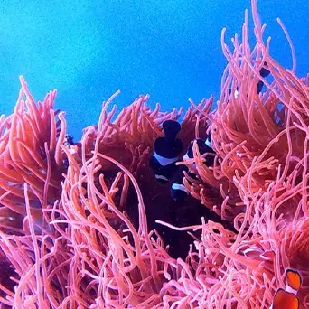 Marine algae