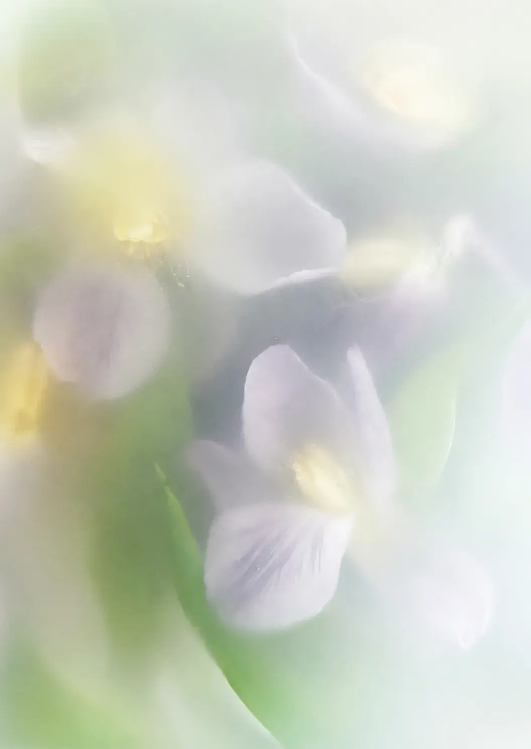 Neutral Fragrance